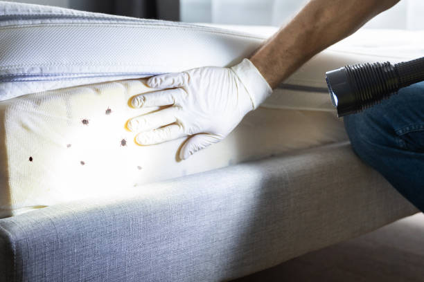 Best Best Pest Control Companies  in Bay, AR