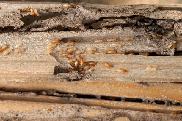 Best Termite Control Services  in Bay, AR